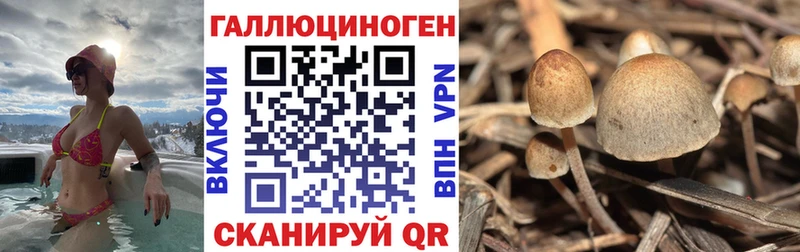 Купить где  Ленинск  Галлюциногенные грибы Psilocybine cubensis 